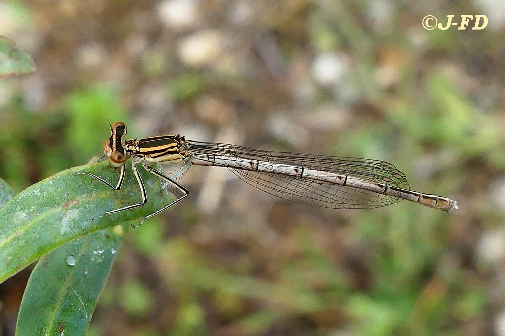 Platycnemis pennipes in Puglia